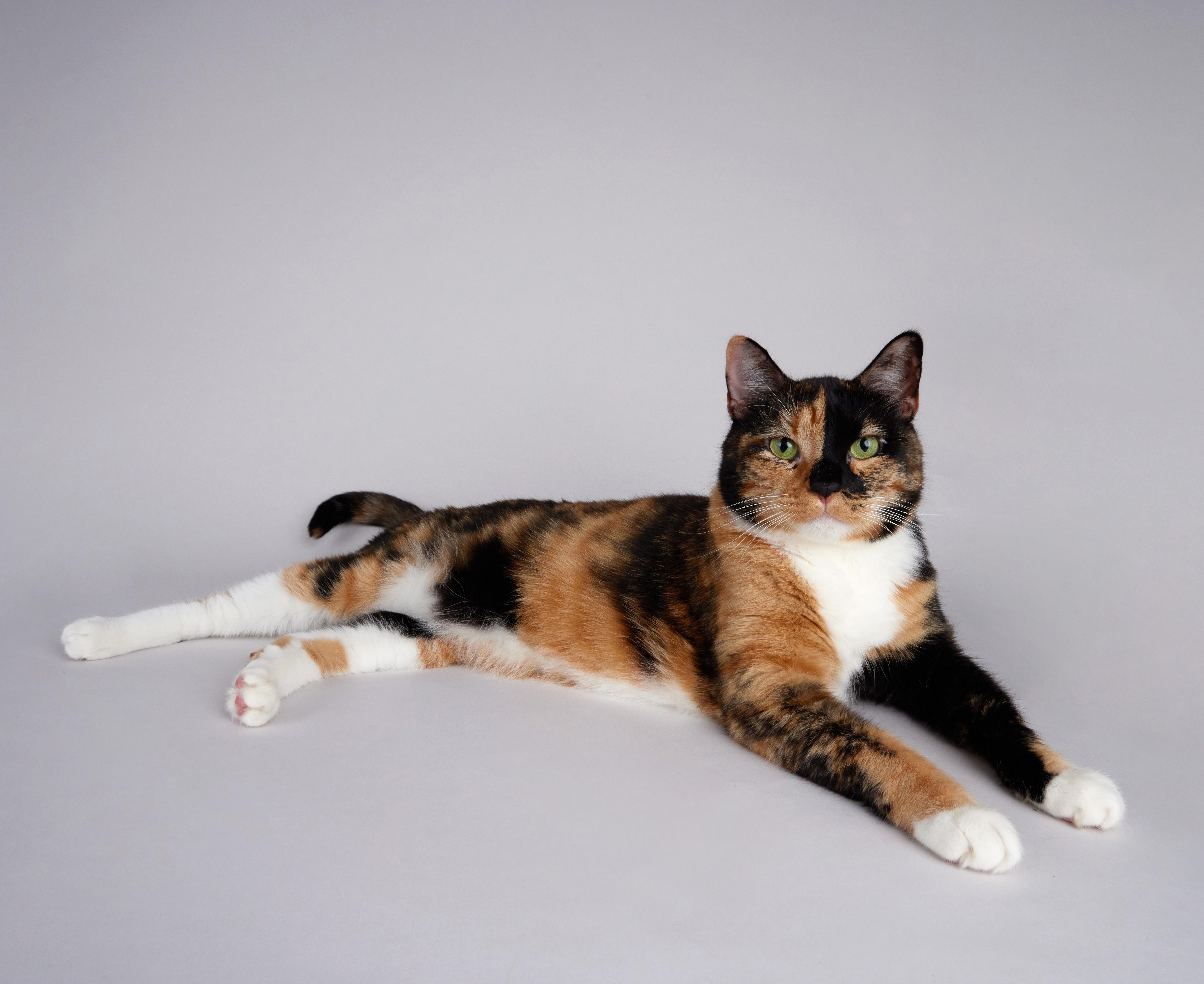 Eevee - Beautiful Calico Sweetheart, ADOPTABLE, Adult Female Calico & Domestic Short Hair.