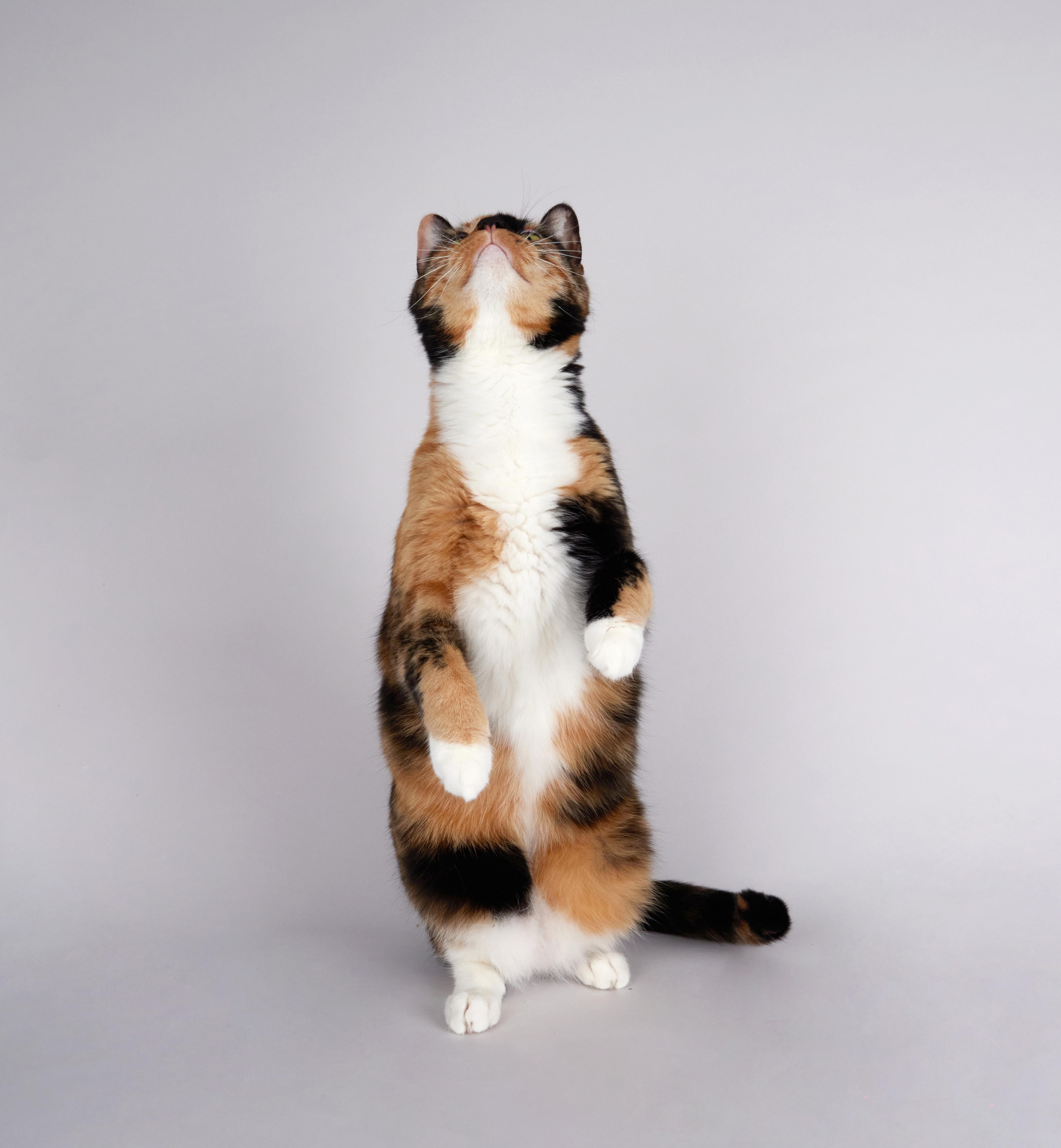 Enlarge Eevee - Beautiful Calico Sweetheart, a ADOPTABLE mixed breed in League City, TX image 6/6