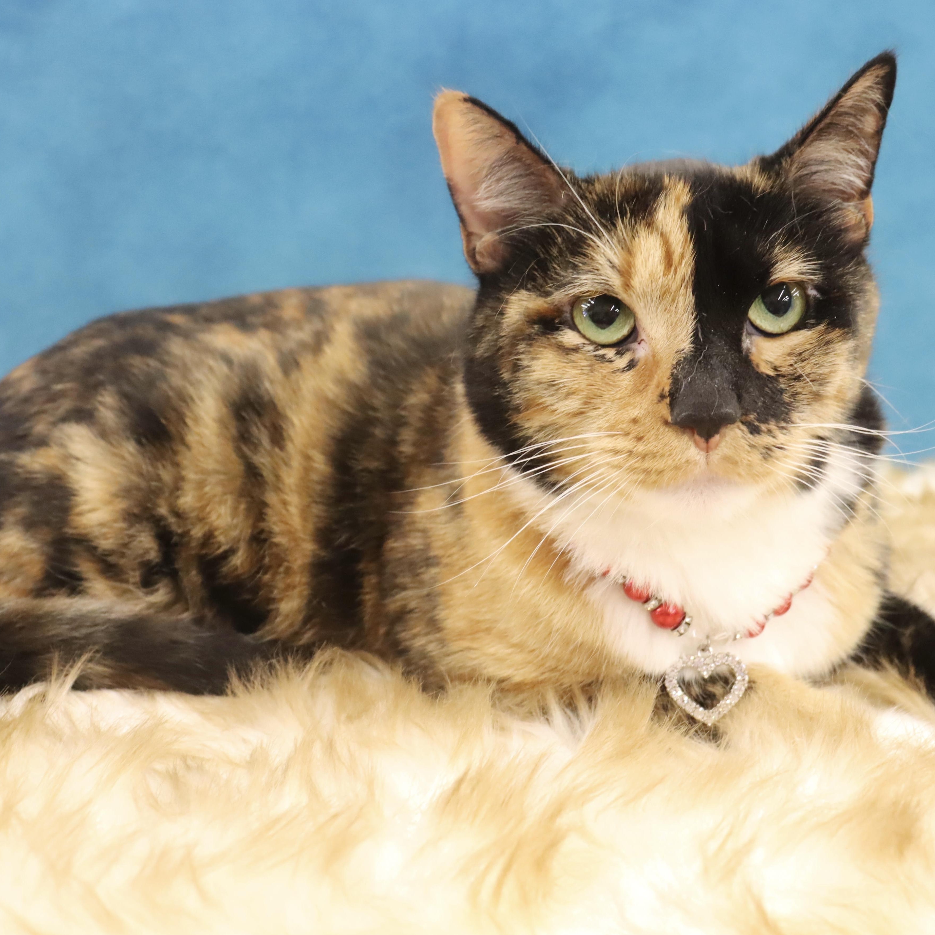 Enlarge Eevee - Beautiful Calico Sweetheart, a ADOPTABLE mixed breed in League City, TX image 4/6