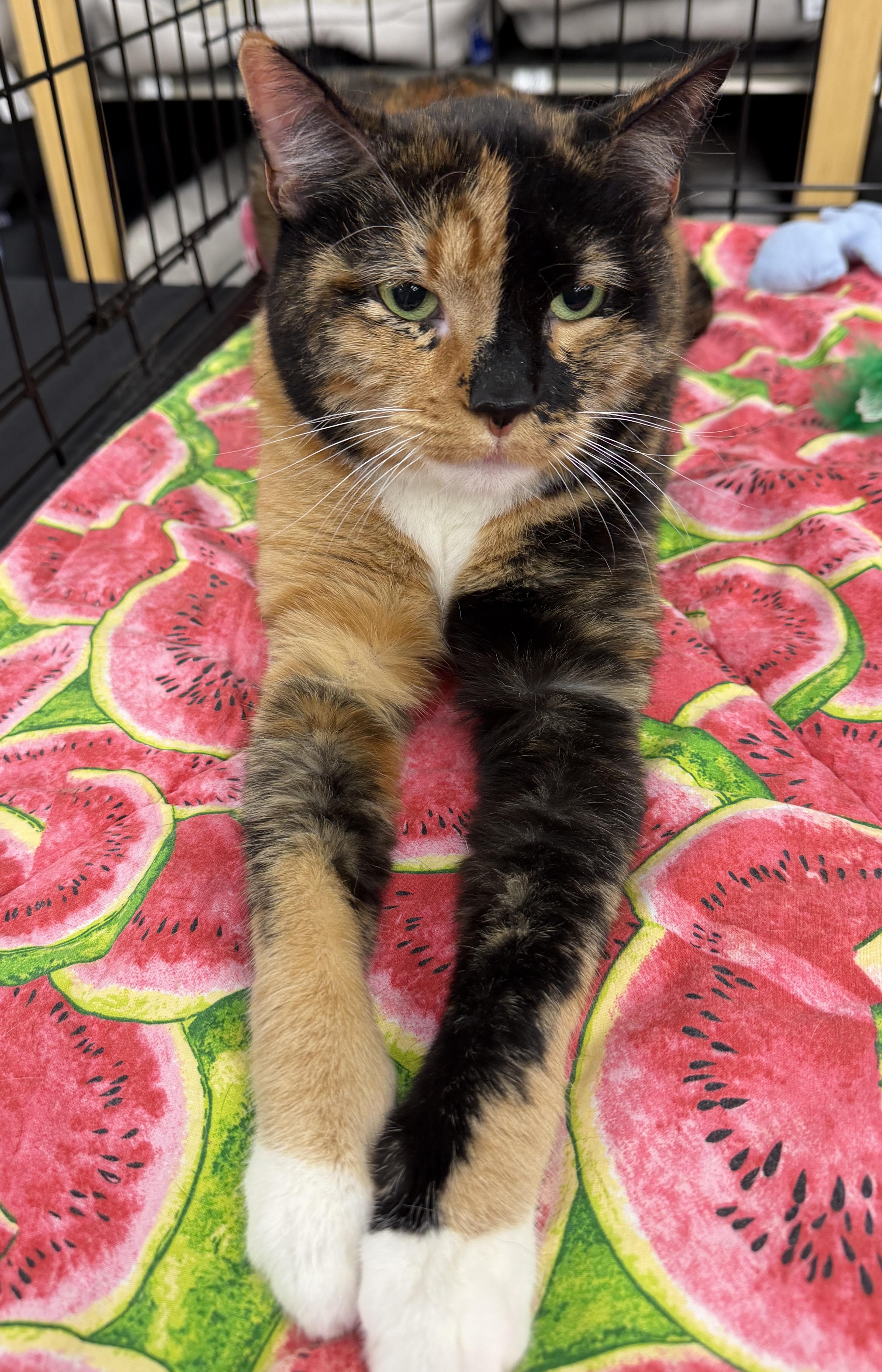 Enlarge Eevee - Beautiful Calico Sweetheart, a ADOPTABLE mixed breed in League City, TX image 5/6