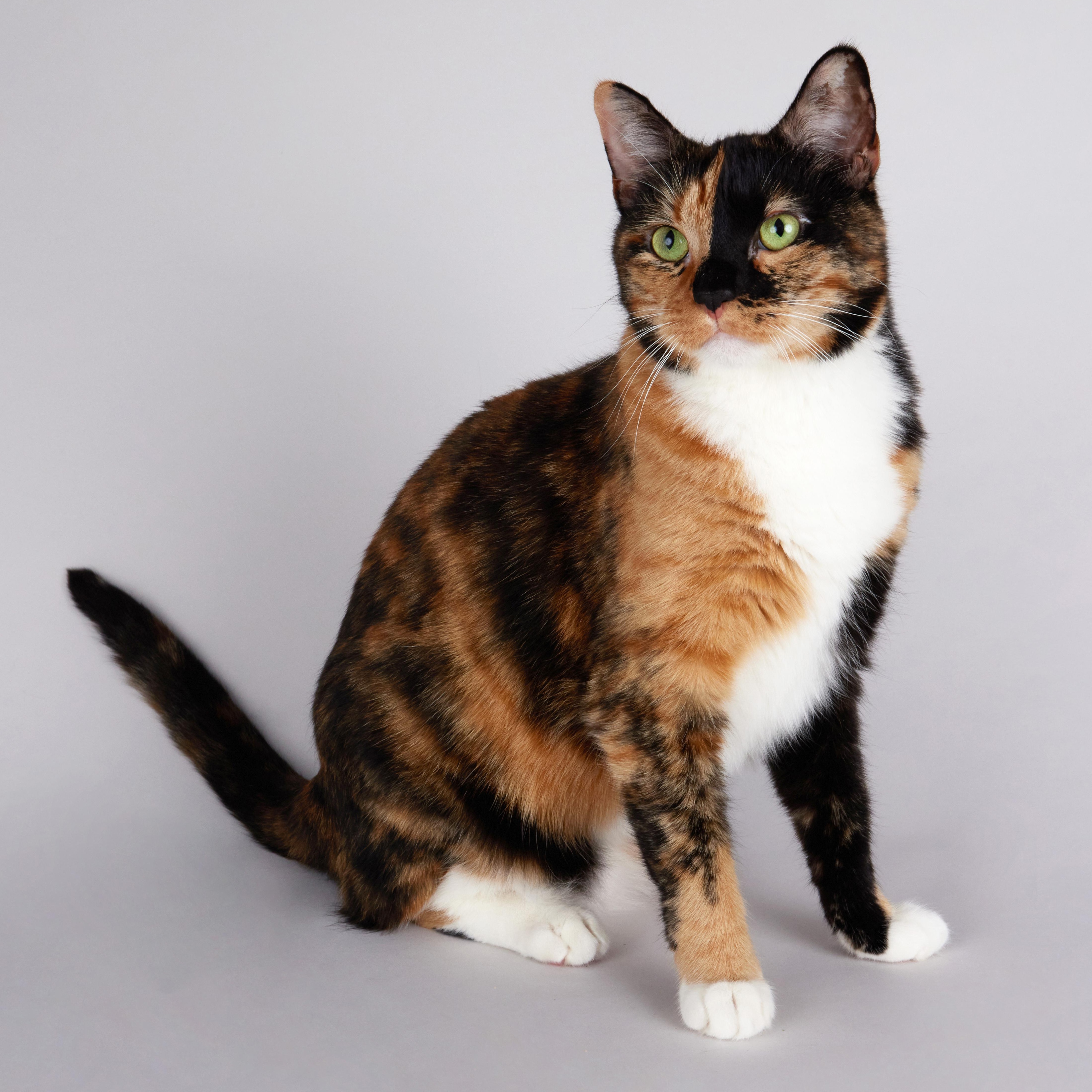 Enlarge Eevee - Beautiful Calico Sweetheart, a ADOPTABLE mixed breed in League City, TX image 3/6