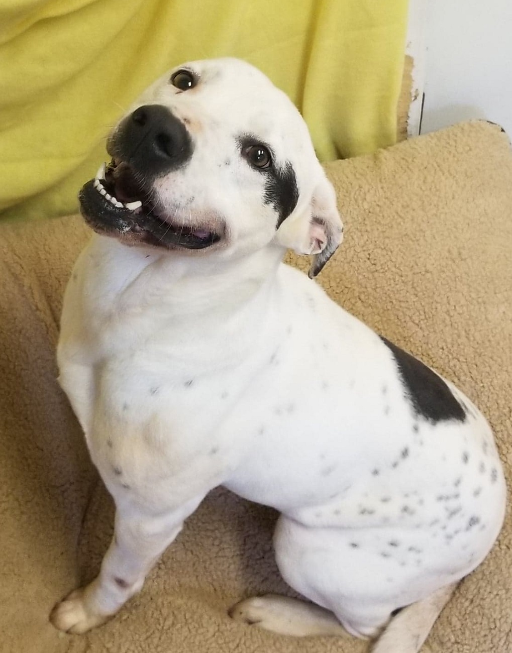 Marley, Adoptable, Senior Male Mixed Breed.