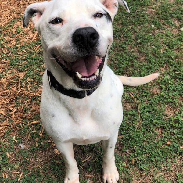 Enlarge Marley, a Adoptable mixed breed in Anniston, AL image 2/8