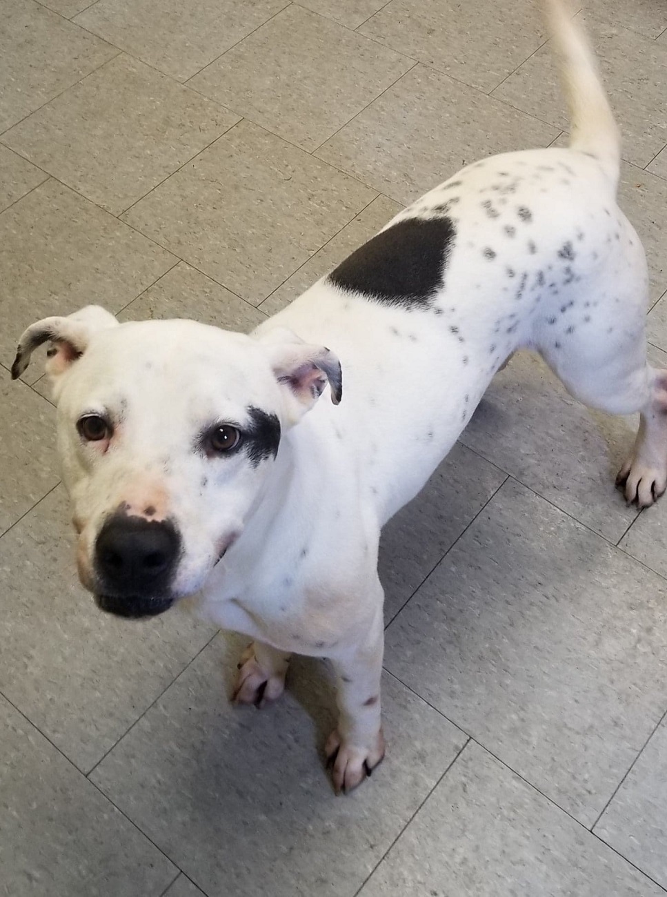 Enlarge Marley, a Adoptable mixed breed in Anniston, AL image 3/8