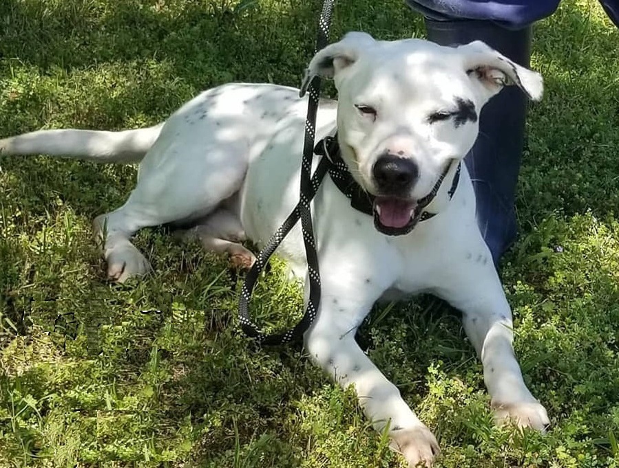 Enlarge Marley, a Adoptable mixed breed in Anniston, AL image 4/8