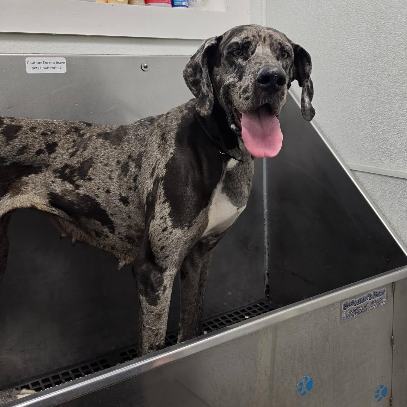 Enlarge Meryl, an adopted Great Dane in Grafton, OH image 3/4