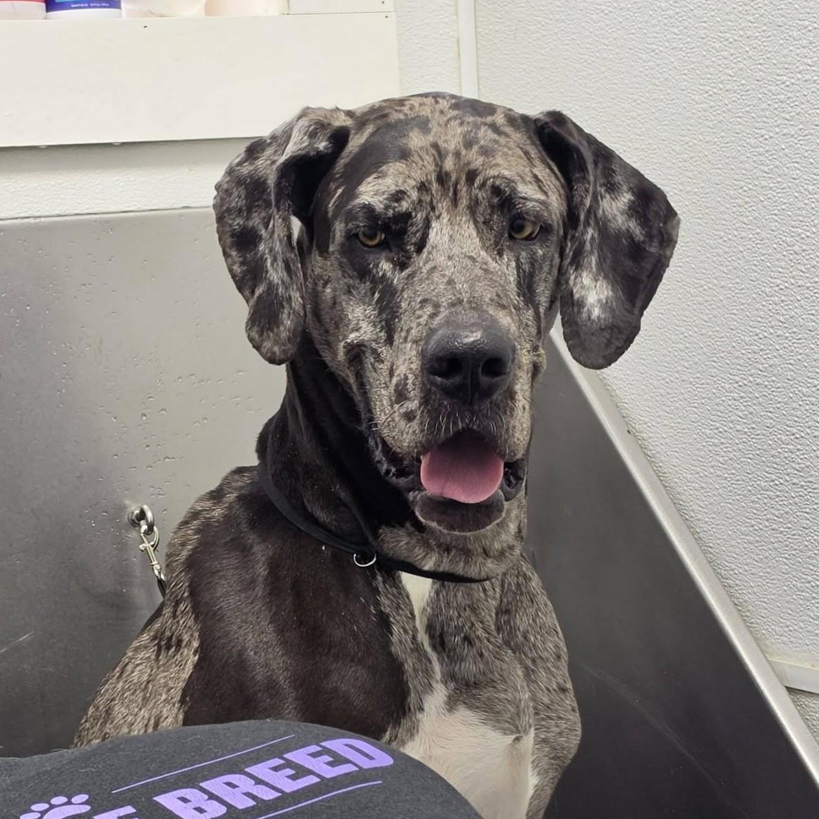 Meryl, adopted, Young Female Great Dane.
