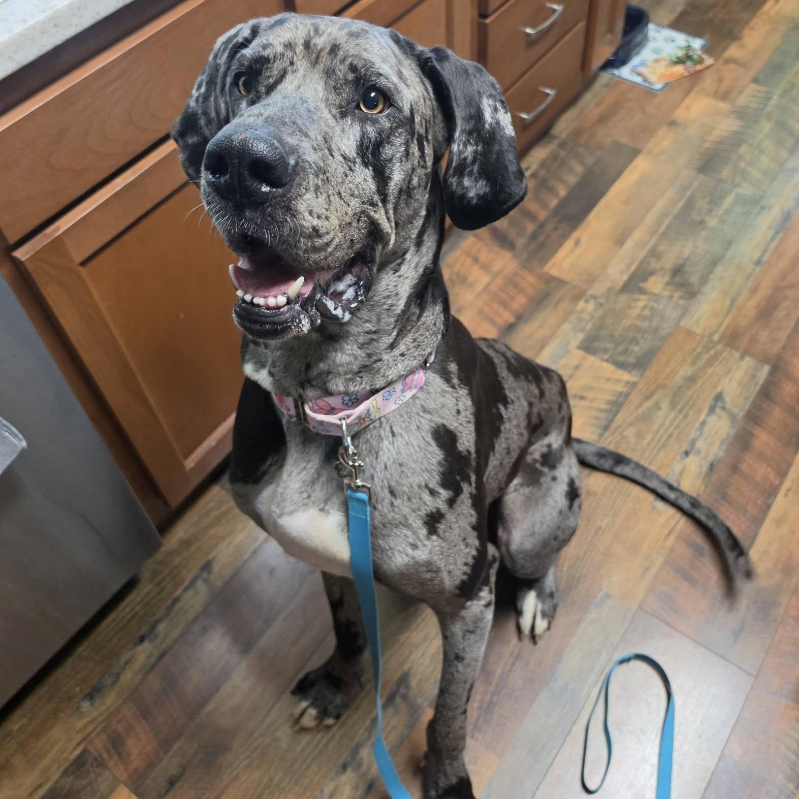 Enlarge Meryl, an adopted Great Dane in Grafton, OH image 4/4
