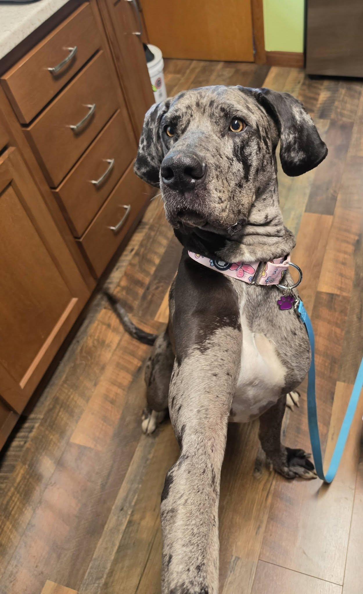 Enlarge Meryl, an adopted Great Dane in Grafton, OH image 2/4
