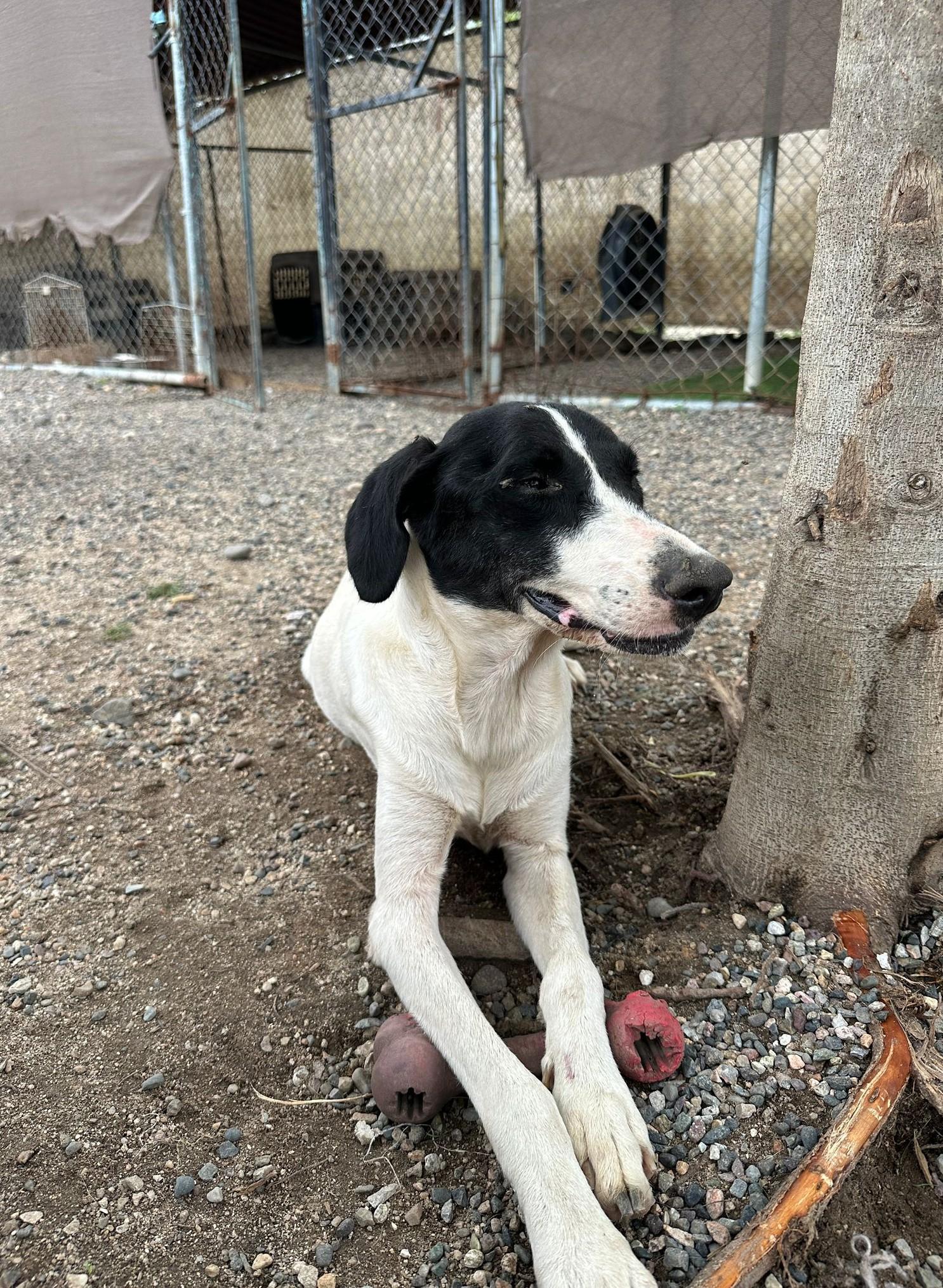 Enlarge MIldred, a Adoptable mixed breed in Vancouver, BC image 6/6