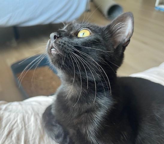 Enlarge Little Annie Oakley, a ADOPTABLE Tabby in Eagle Point, OR image 2/6