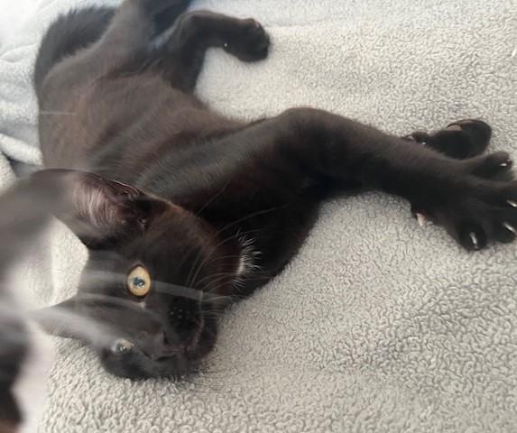 Enlarge Little Annie Oakley, a ADOPTABLE Tabby in Eagle Point, OR image 6/6