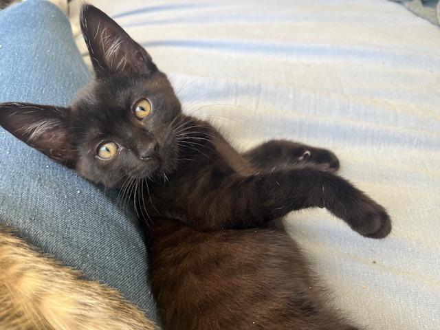 Enlarge Little Annie Oakley, a ADOPTABLE Tabby in Eagle Point, OR image 1/6
