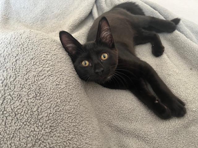 Enlarge Little Annie Oakley, a ADOPTABLE Tabby in Eagle Point, OR image 5/6