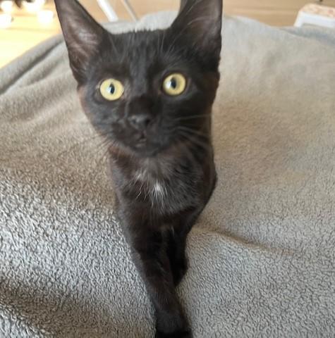 Enlarge Little Annie Oakley, a ADOPTABLE Tabby in Eagle Point, OR image 4/6