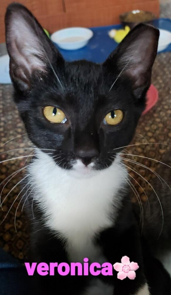Veronica, Adopted, Kitten Female Domestic Short Hair.
