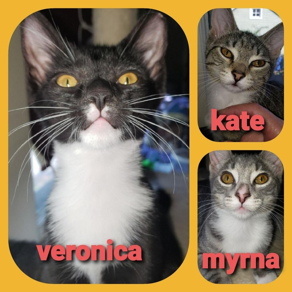 Veronica, a Adopted Domestic Short Hair in Willingboro, NJ image 3/3