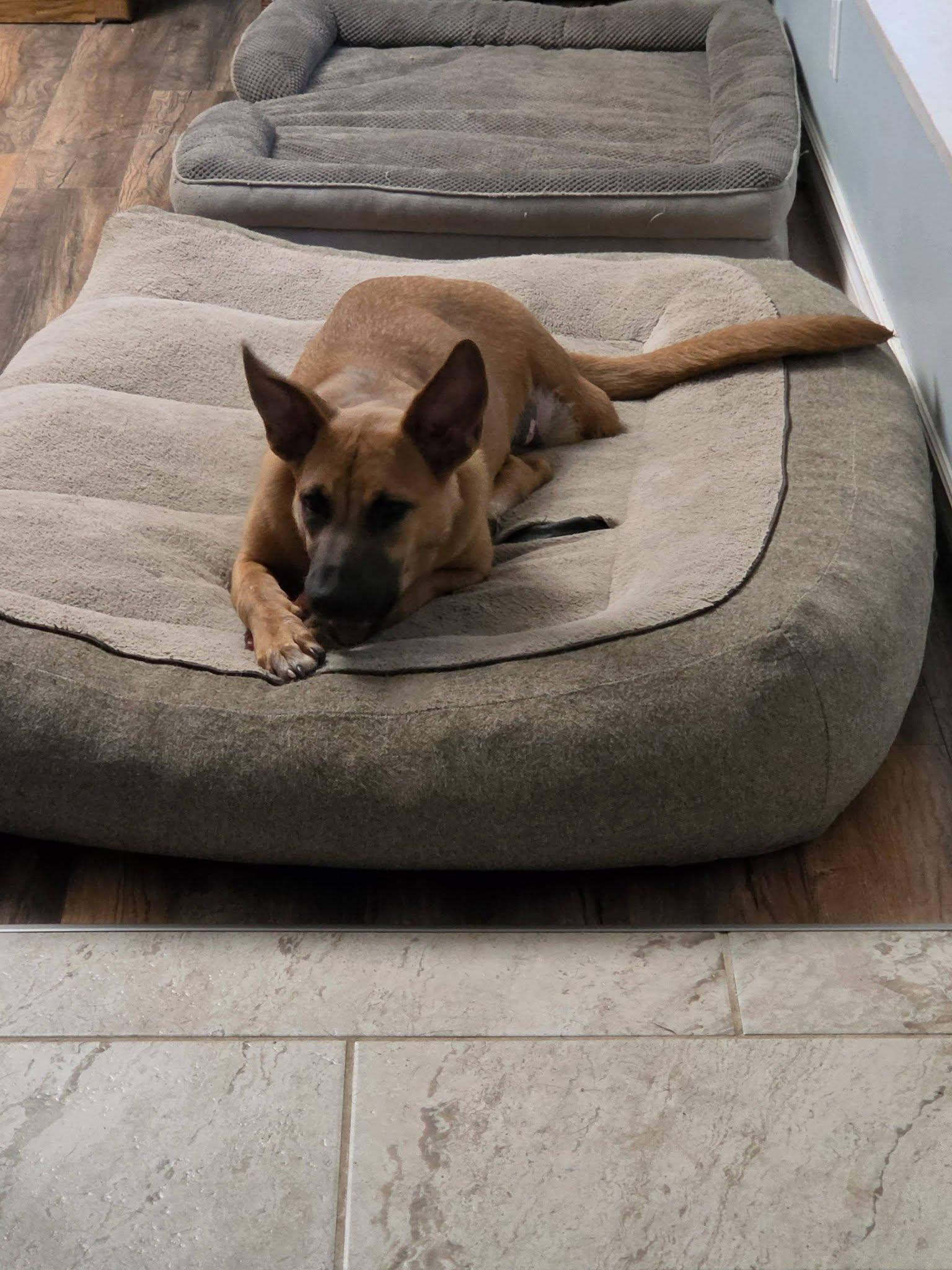 Enlarge Rio, a Adoptable Shepherd in Woodstock, ON image 1/4
