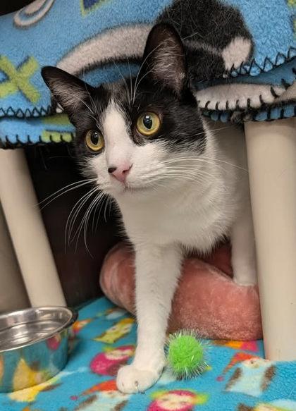 Barney, a Adoptable Domestic Short Hair in Appleton, WI image 1/3