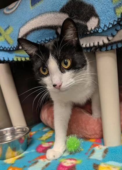 Barney, a Adoptable Domestic Short Hair in Appleton, WI image 2/3