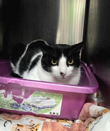 Barney, a Adoptable Domestic Short Hair in Appleton, WI image 3/3