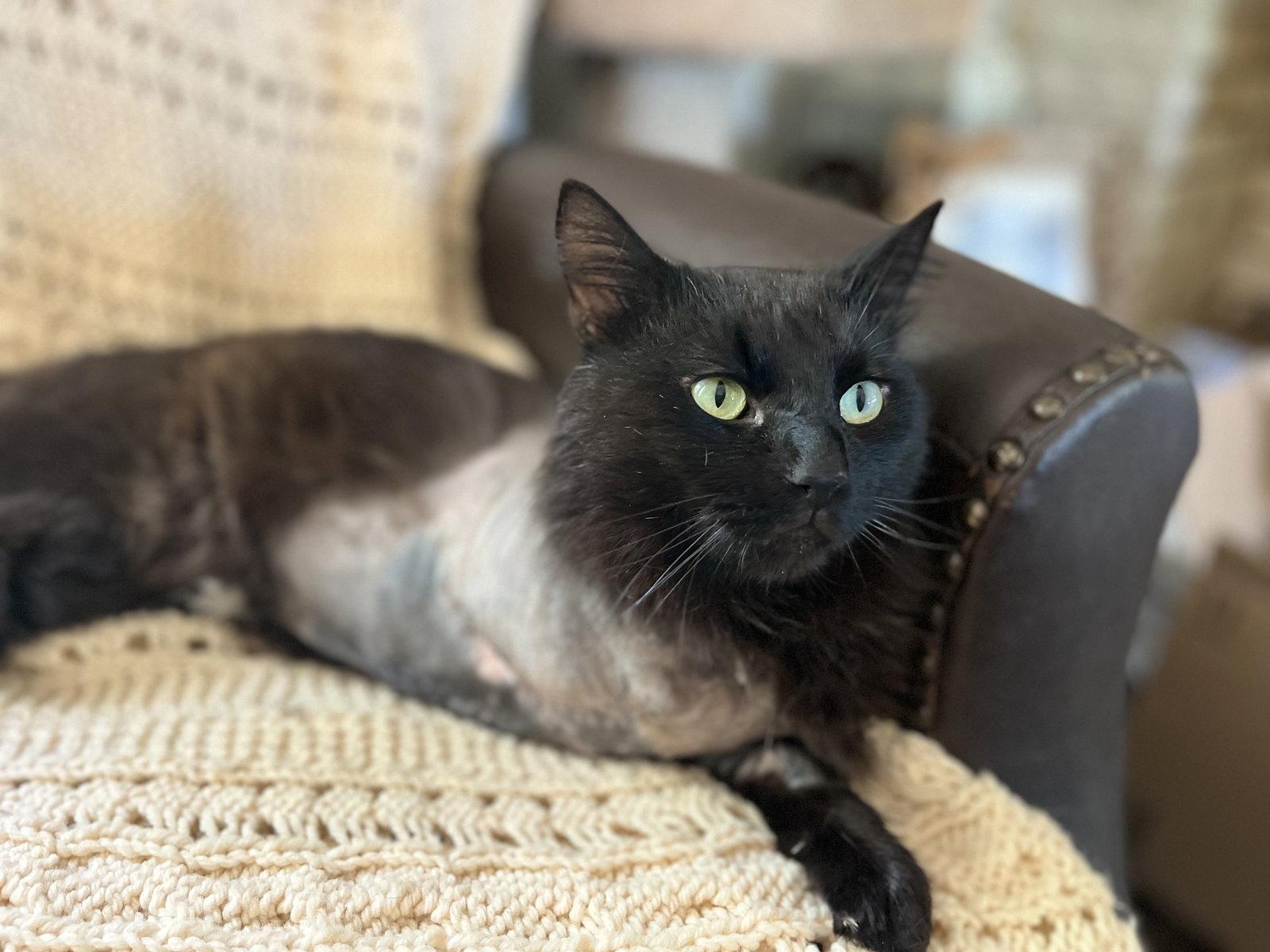 Enlarge Cinder - TRIPAWD, a Adoptable Domestic Long Hair in Cookeville, TN image 2/3