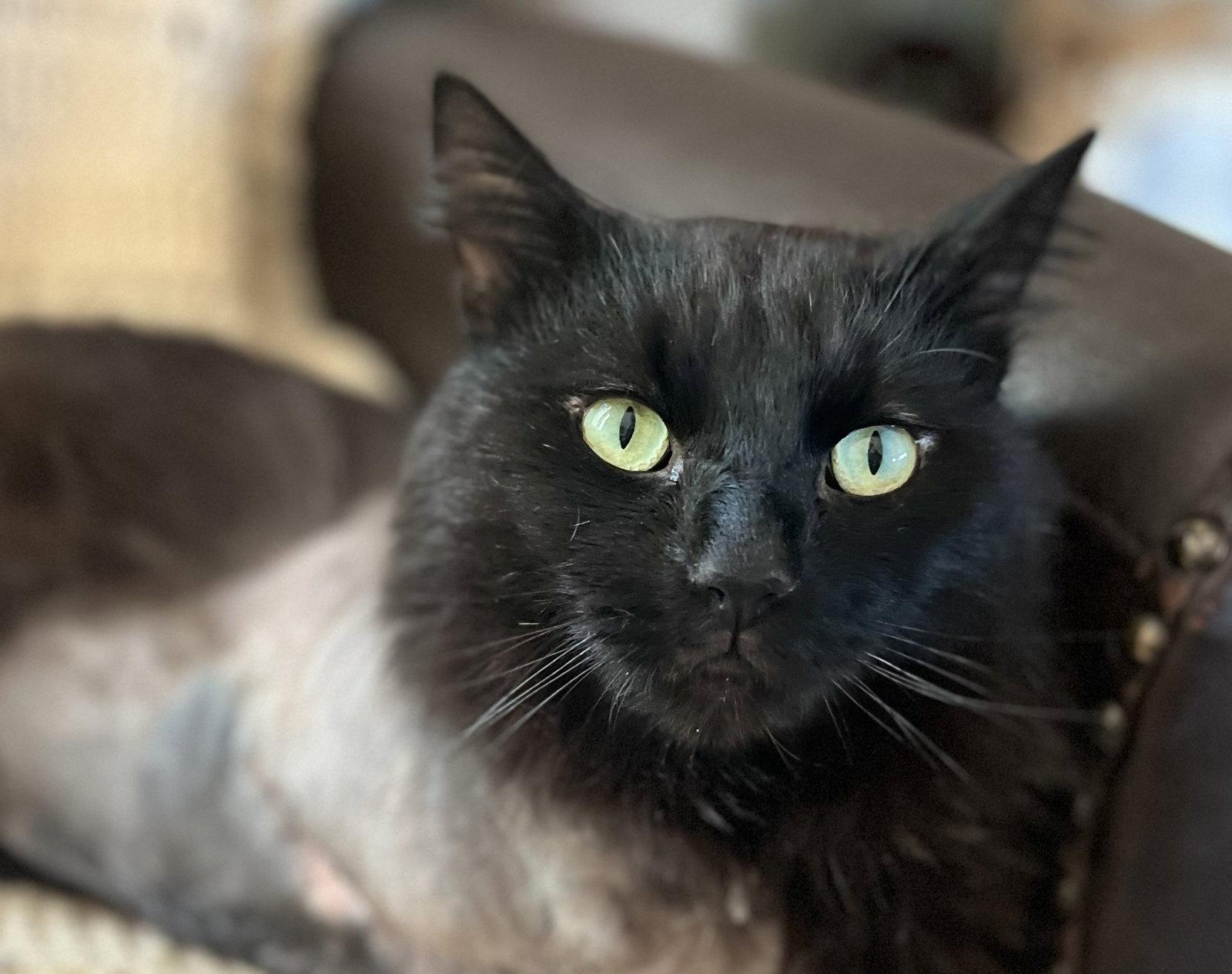 Enlarge Cinder - TRIPAWD, a Adoptable Domestic Long Hair in Cookeville, TN image 3/3