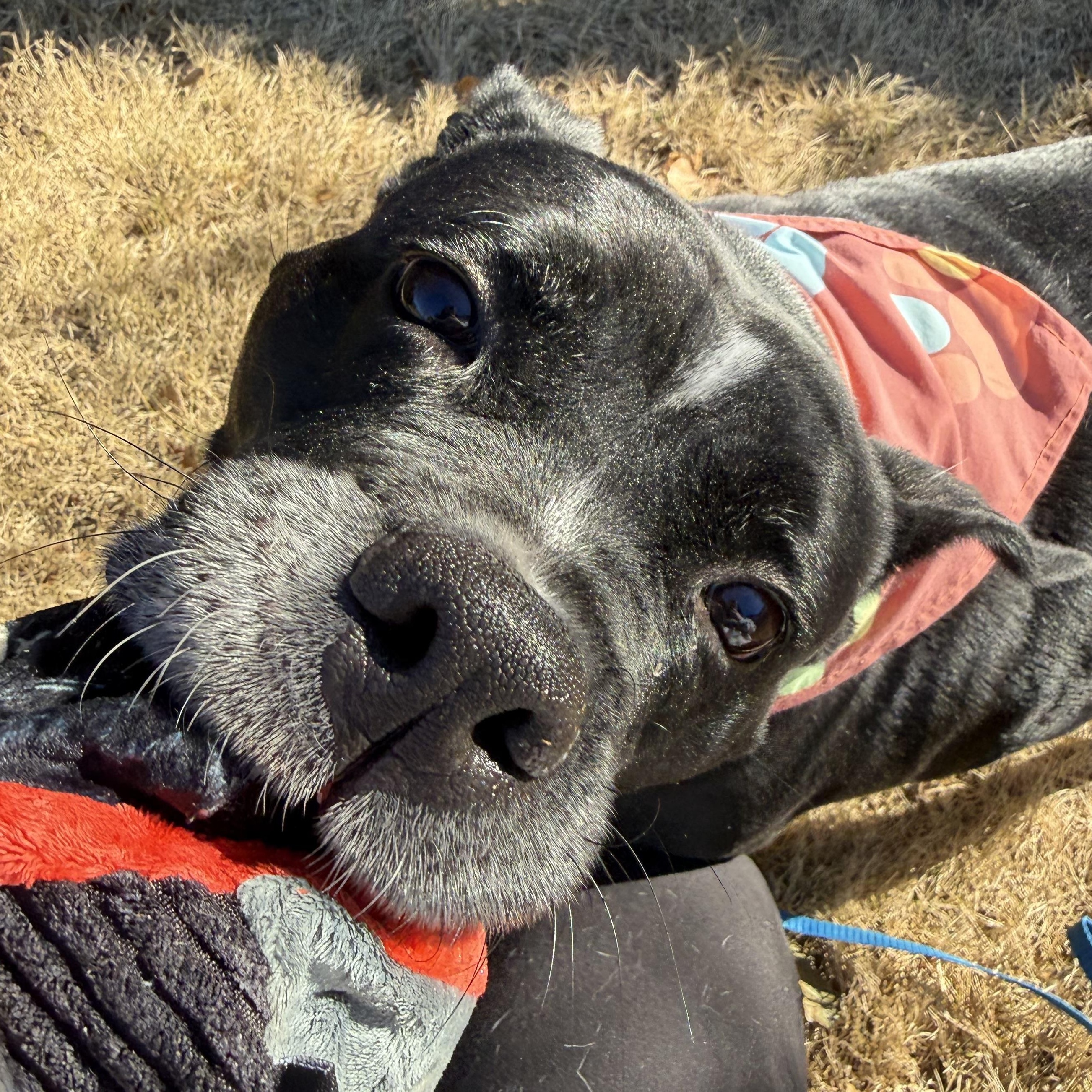 Maggie Mae, an adopted mixed breed in Acworth, GA image 3/5