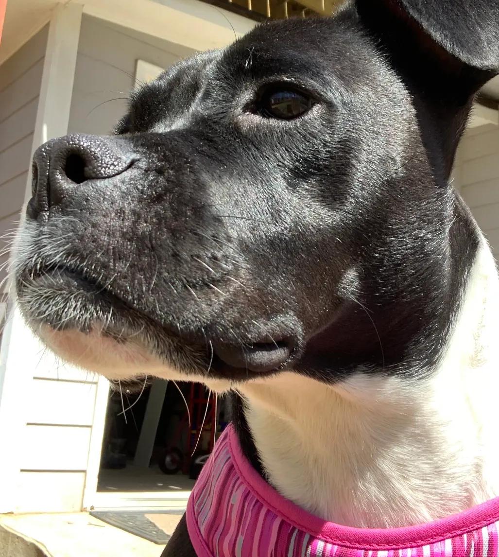 Maggie Mae, an adopted mixed breed in Acworth, GA image 2/5