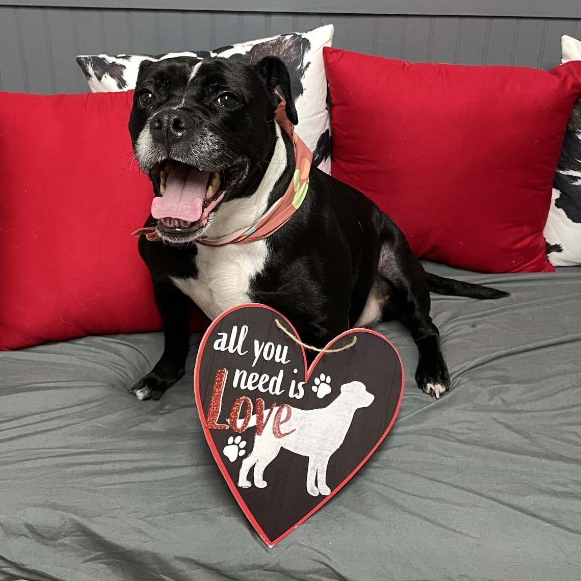 Maggie Mae, adopted, Adult Female Boxer & English Bulldog.