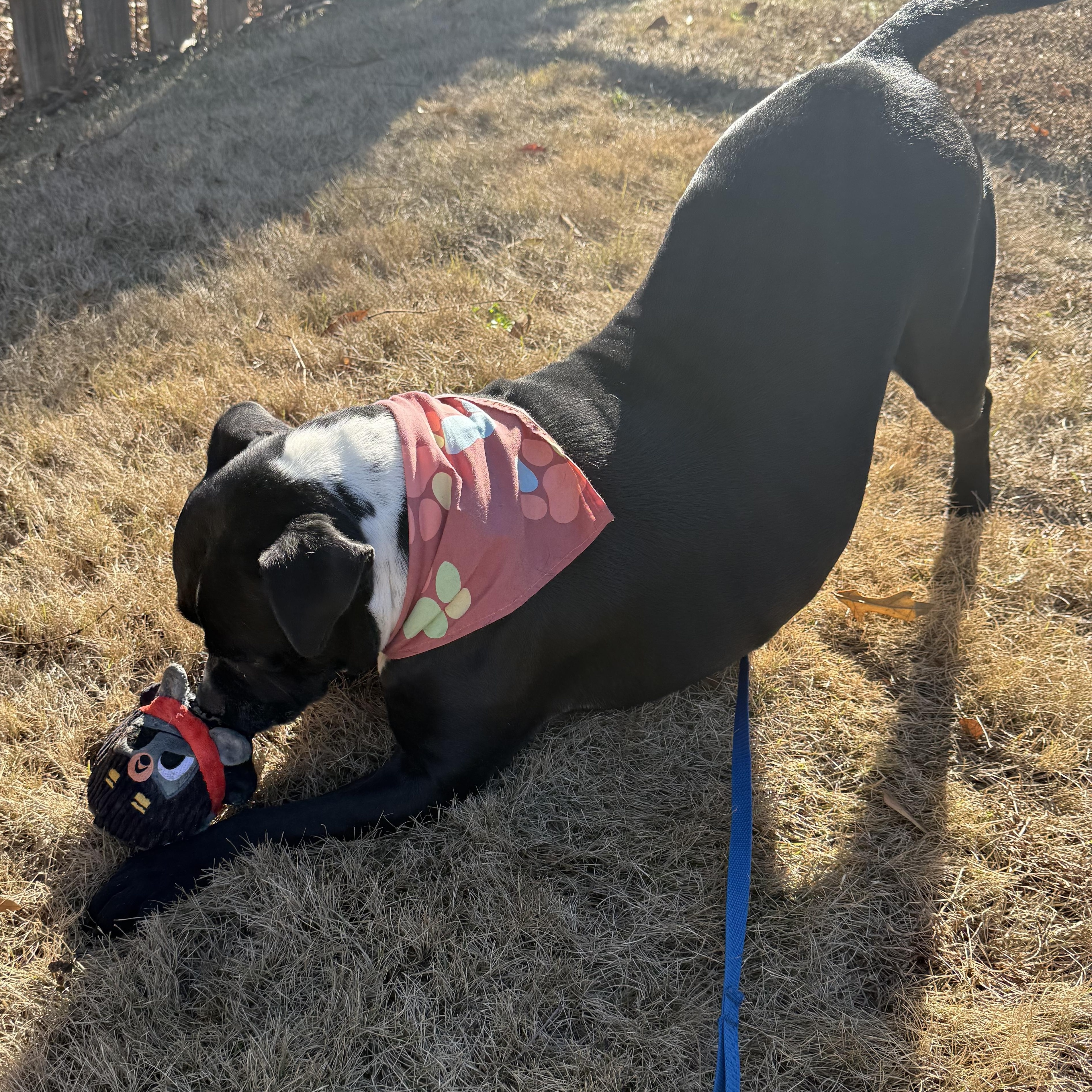 Maggie Mae, an adopted mixed breed in Acworth, GA image 5/5