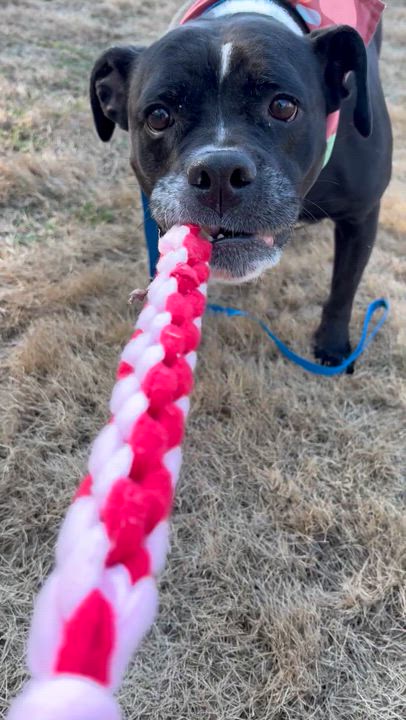 Enlarge Maggie Mae, an adopted mixed breed in Acworth, GA video 4/5