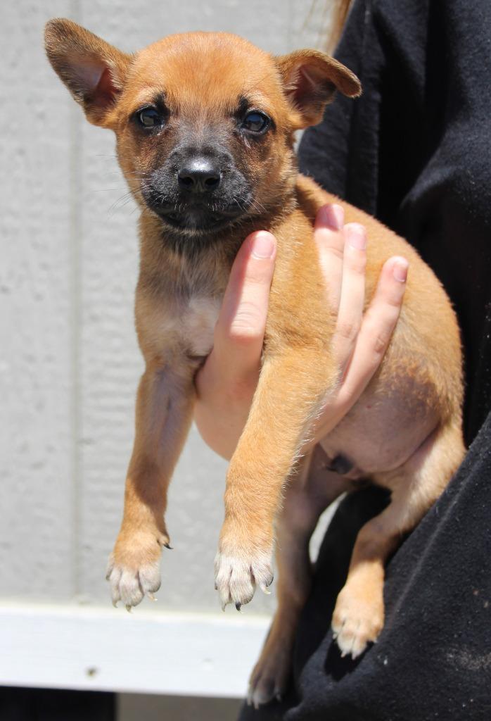 Enlarge Jefferson, a Adoptable mixed breed in Vacaville, CA image 1/1