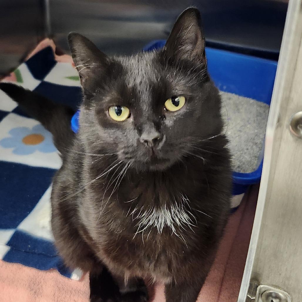 Lonnie, Adoptable, Young Female Domestic Short Hair.