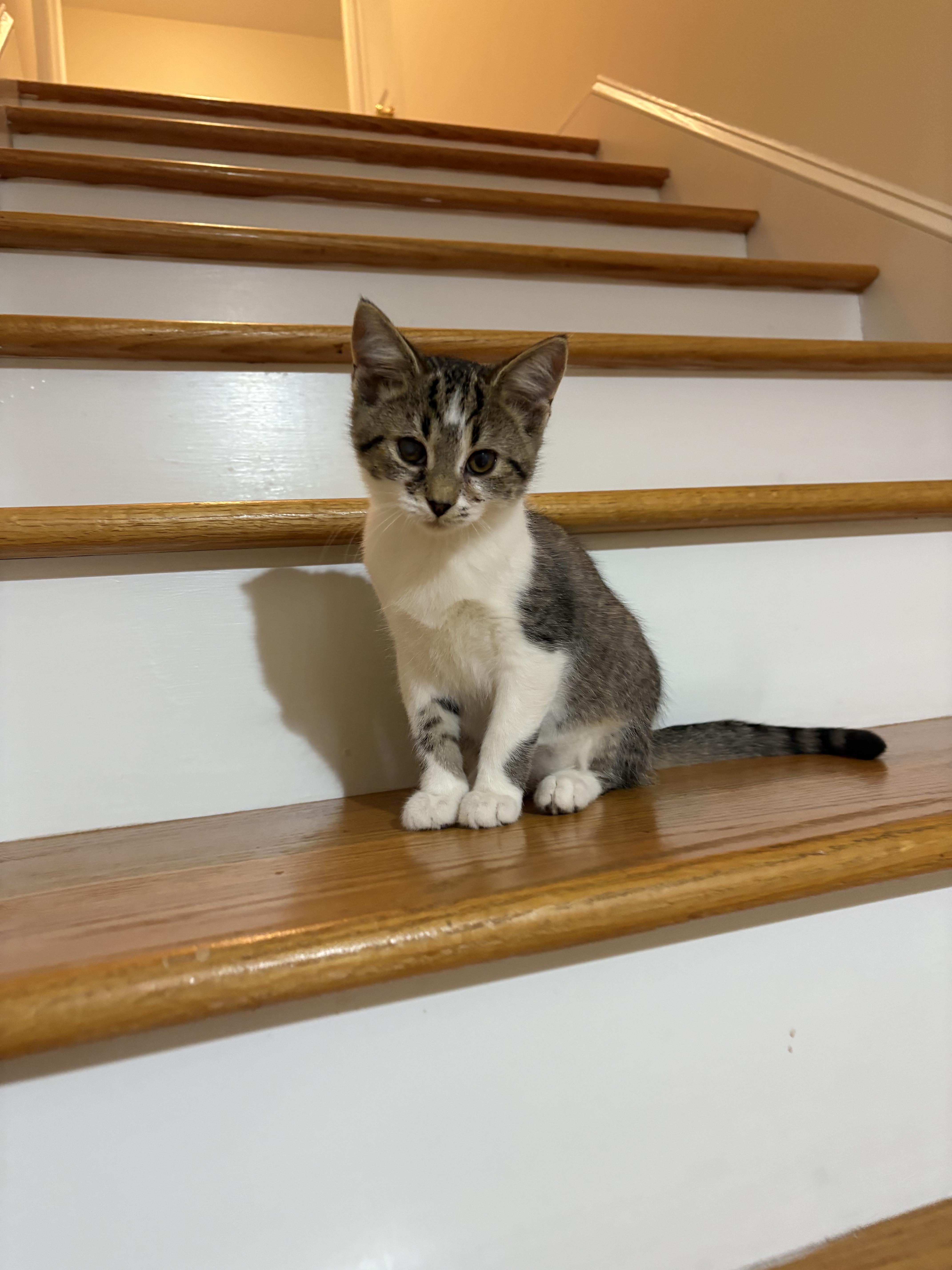 Frederick, Adoptable, Kitten Male Domestic Short Hair.