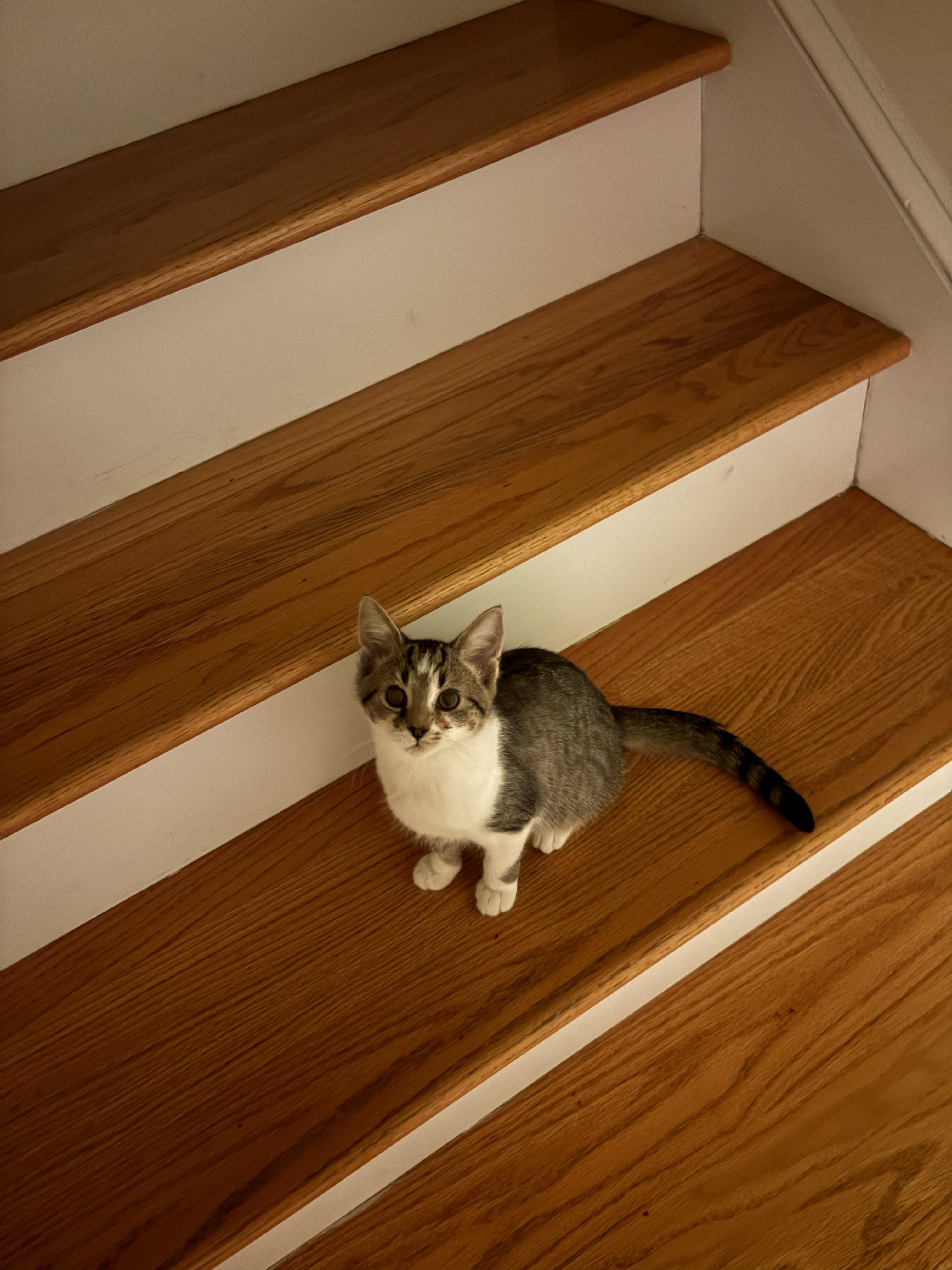 Enlarge Frederick, a Adoptable Domestic Short Hair in Blacksburg, VA image 2/2