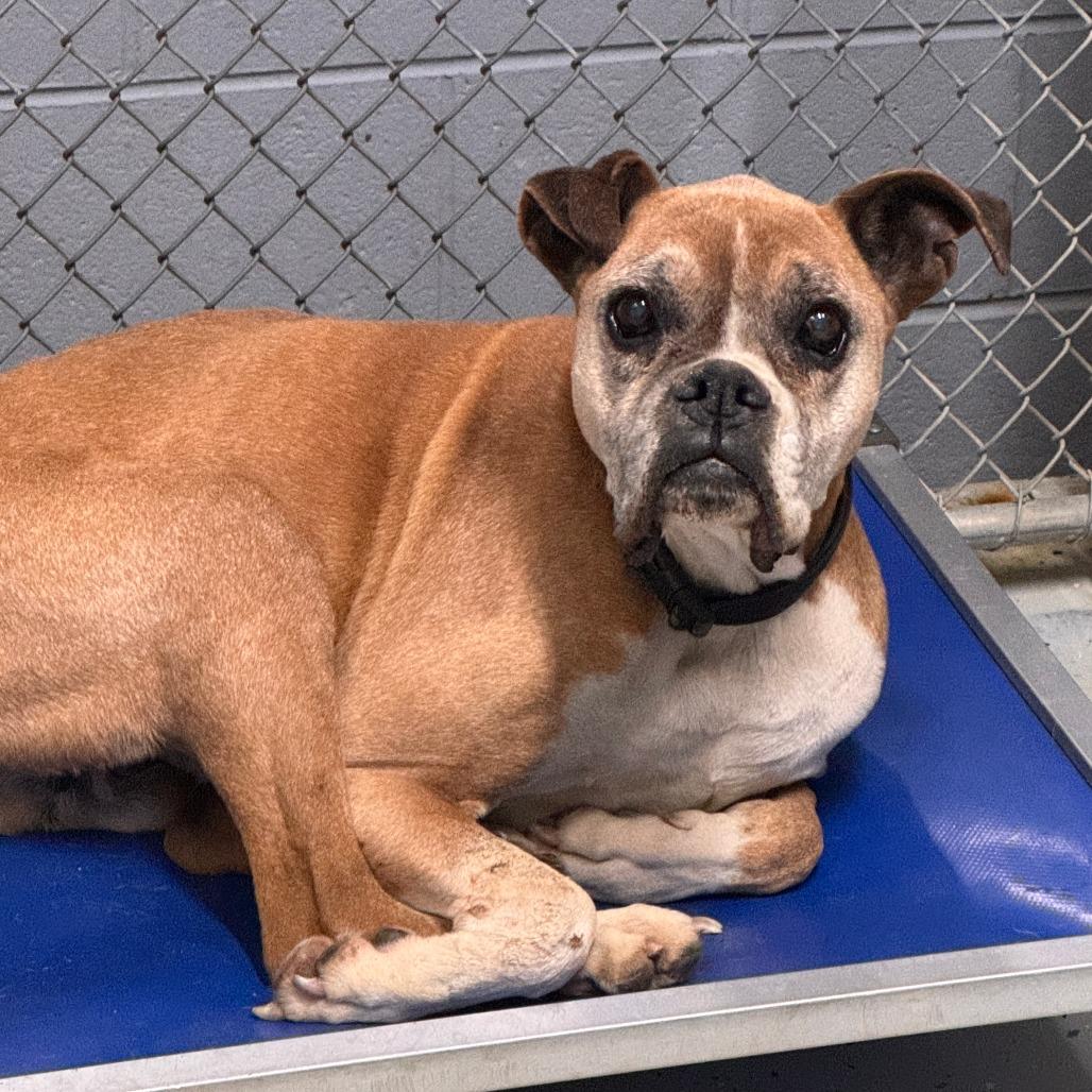 Chipotle, Adoptable, Senior Male Boxer.