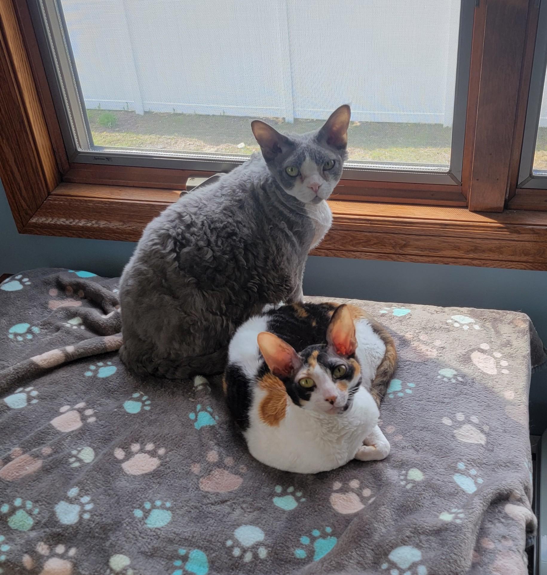 Enlarge Mazie and Milo, an adoptable Devon Rex in Pine Beach, NJ image 1/5