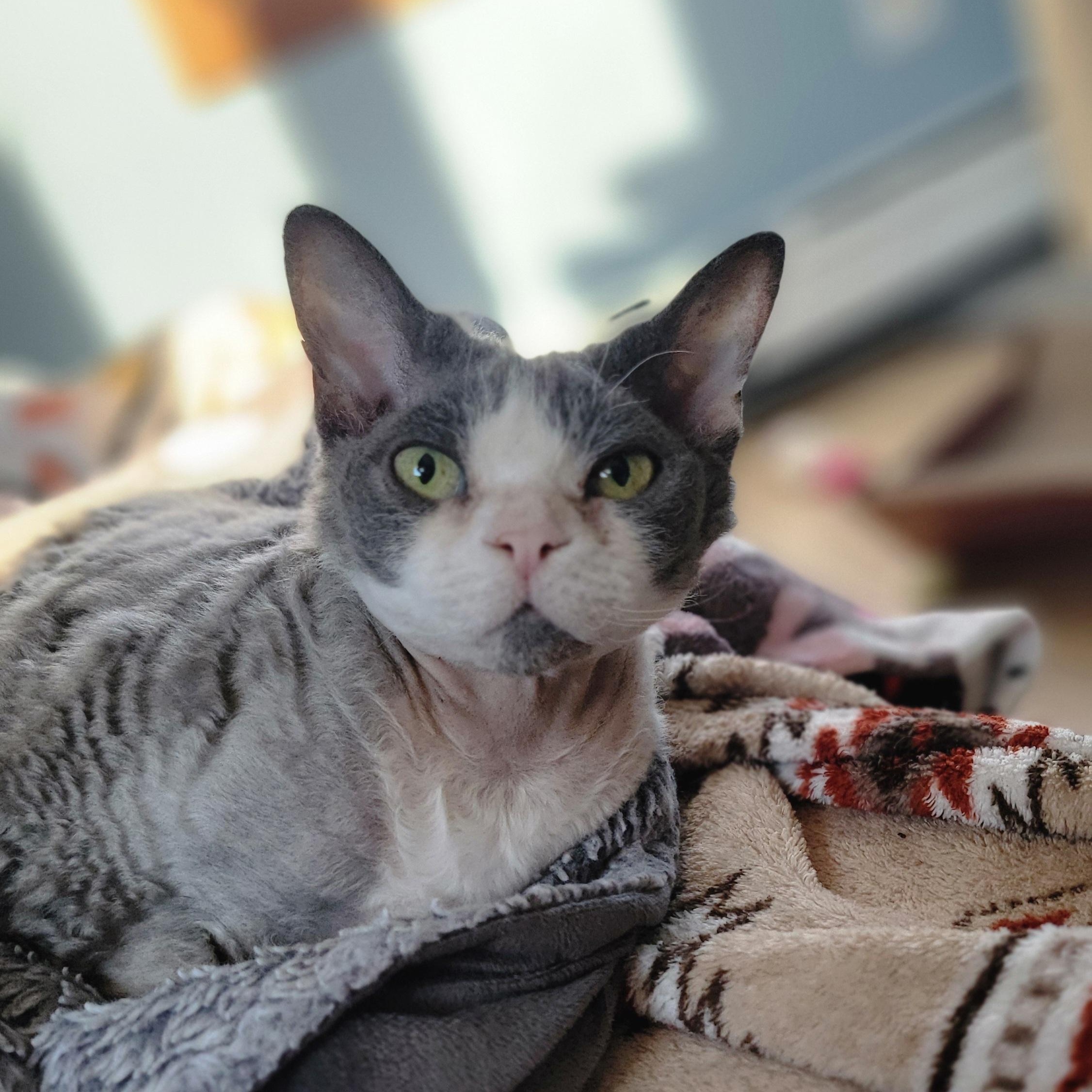 Mazie and Milo (bonded pair), ADOPTABLE, Adult Male Devon Rex.