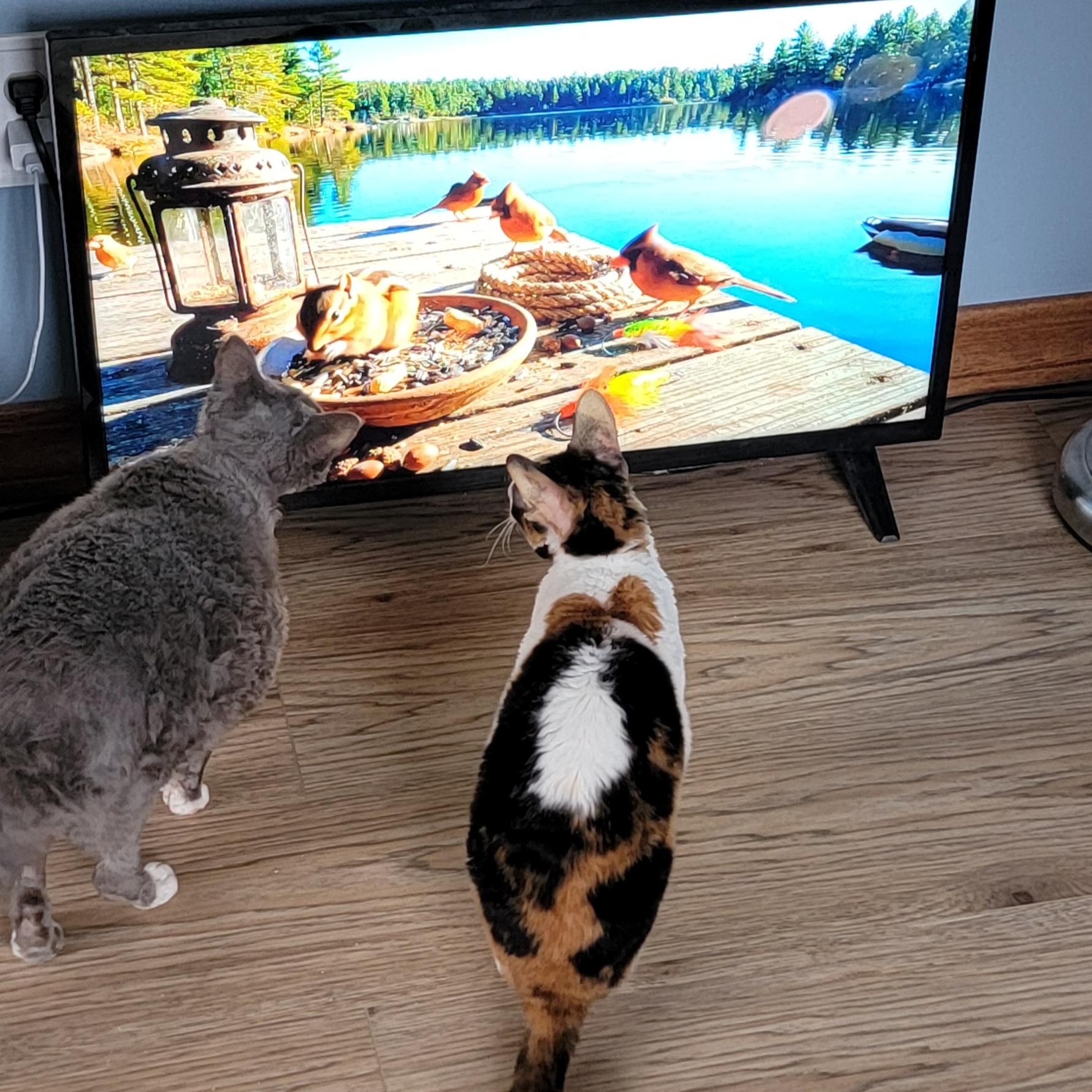 Mazie and Milo (bonded pair), a ADOPTABLE Devon Rex in Pine Beach, NJ image 3/6