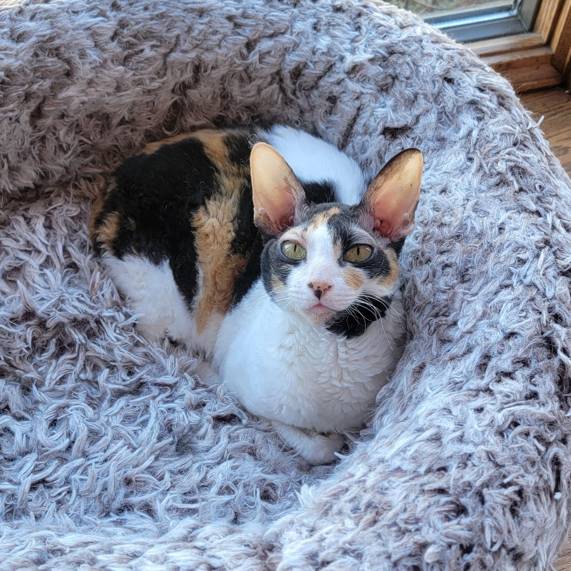 Mazie and Milo (bonded pair), a ADOPTABLE Devon Rex in Pine Beach, NJ image 5/6
