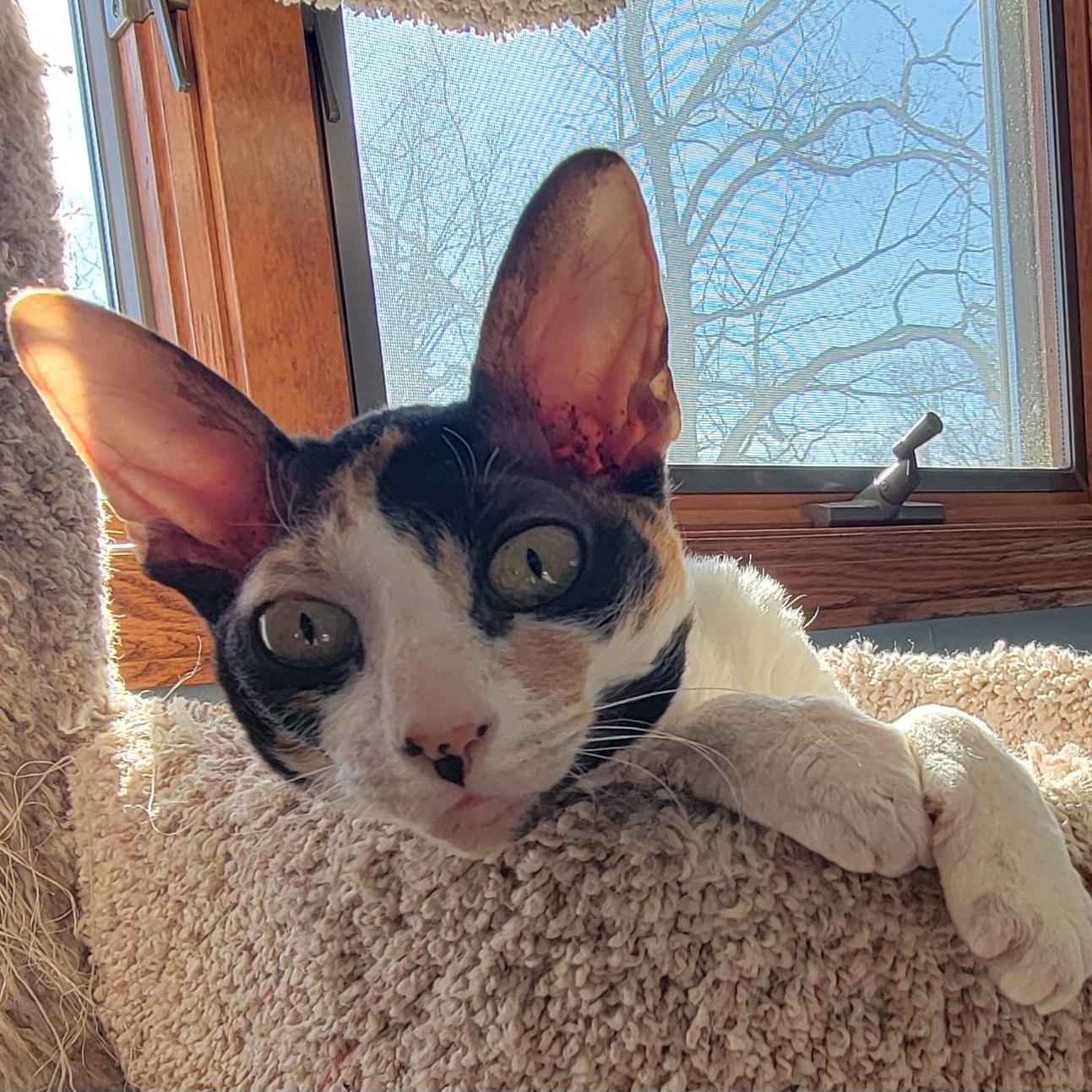 Mazie and Milo (bonded pair), a ADOPTABLE Devon Rex in Pine Beach, NJ image 6/6