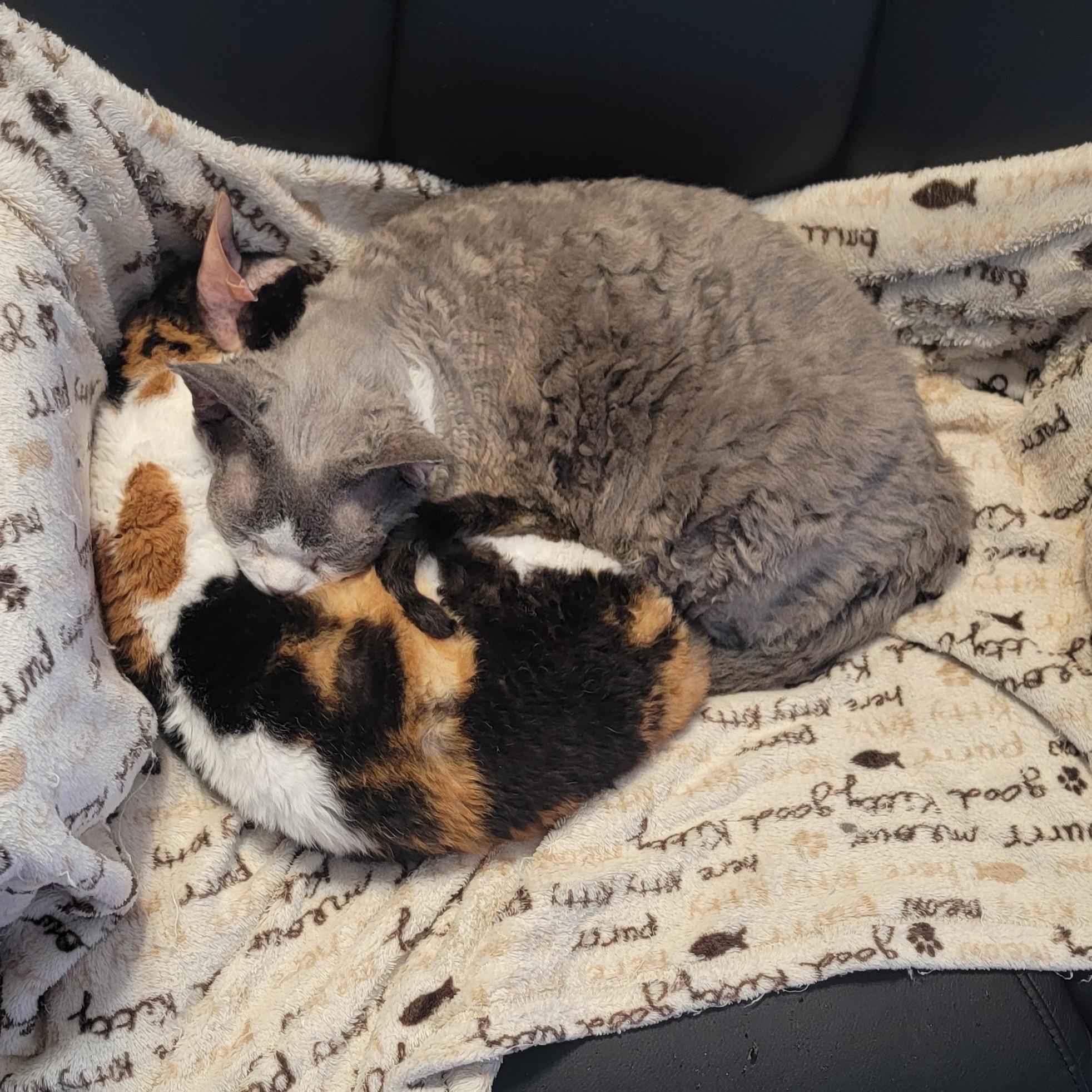 Mazie and Milo (bonded pair), a ADOPTABLE Devon Rex in Pine Beach, NJ image 2/6