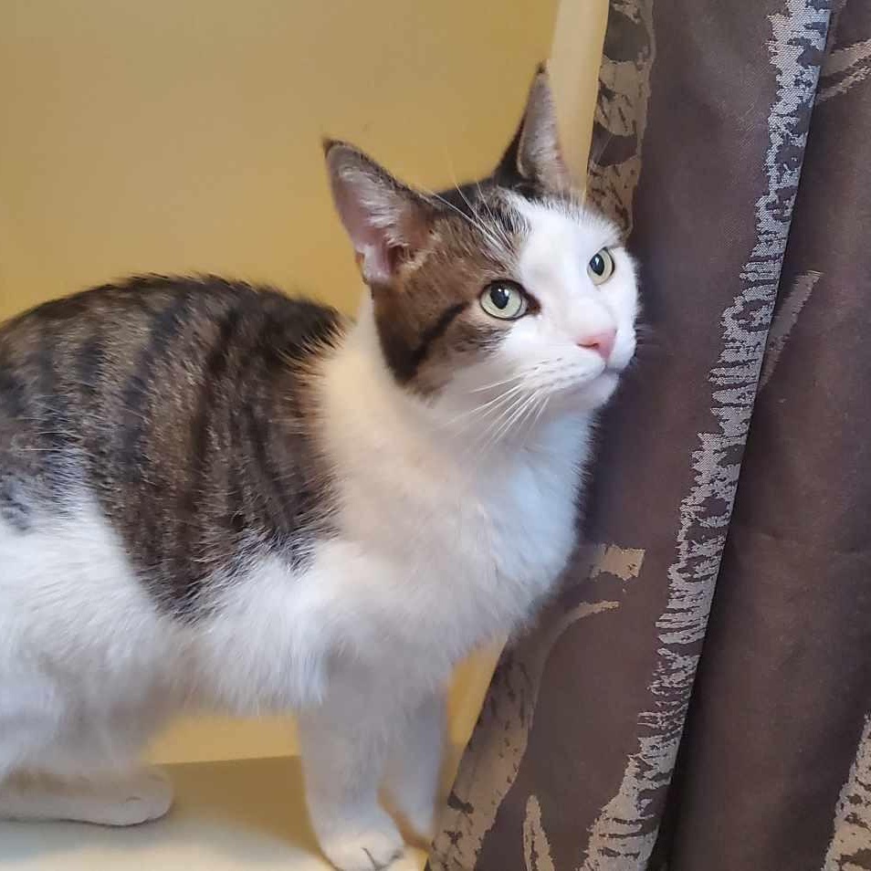 Smokey, Adult Male Domestic Short Hair