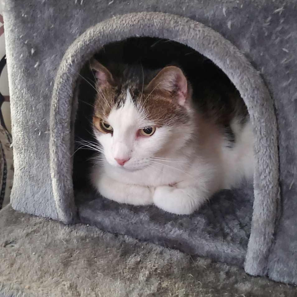 Enlarge Smokey, a Adoptable Domestic Short Hair in Kenhorst, PA image 5/5