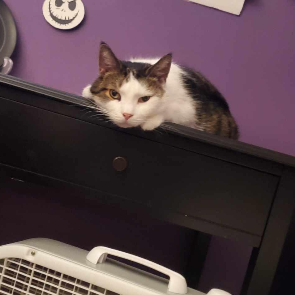 Enlarge Smokey, a Adoptable Domestic Short Hair in Kenhorst, PA image 3/5