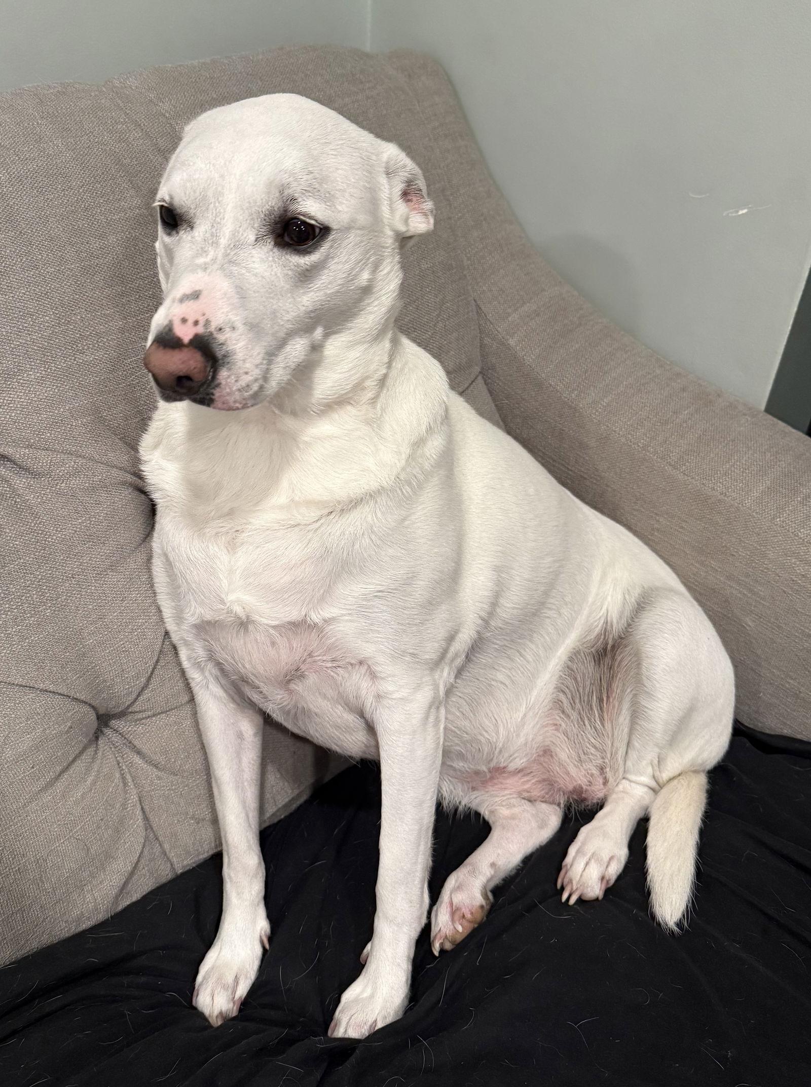 Enlarge Brie, a Adoptable mixed breed in Spring City, PA image 1/1