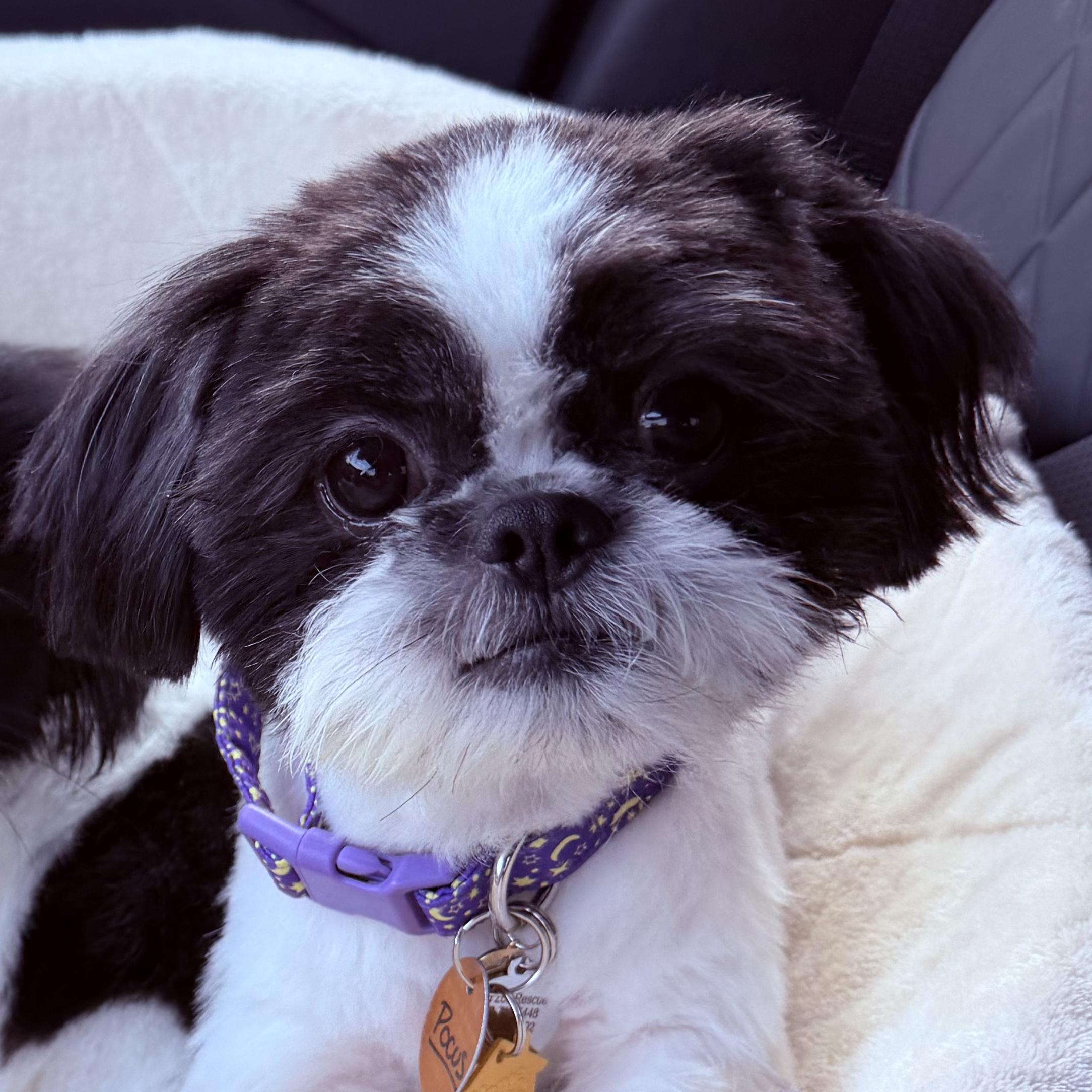 Enlarge Pocus Turner, a Adopted Shih Tzu in Plano, TX image 1/2