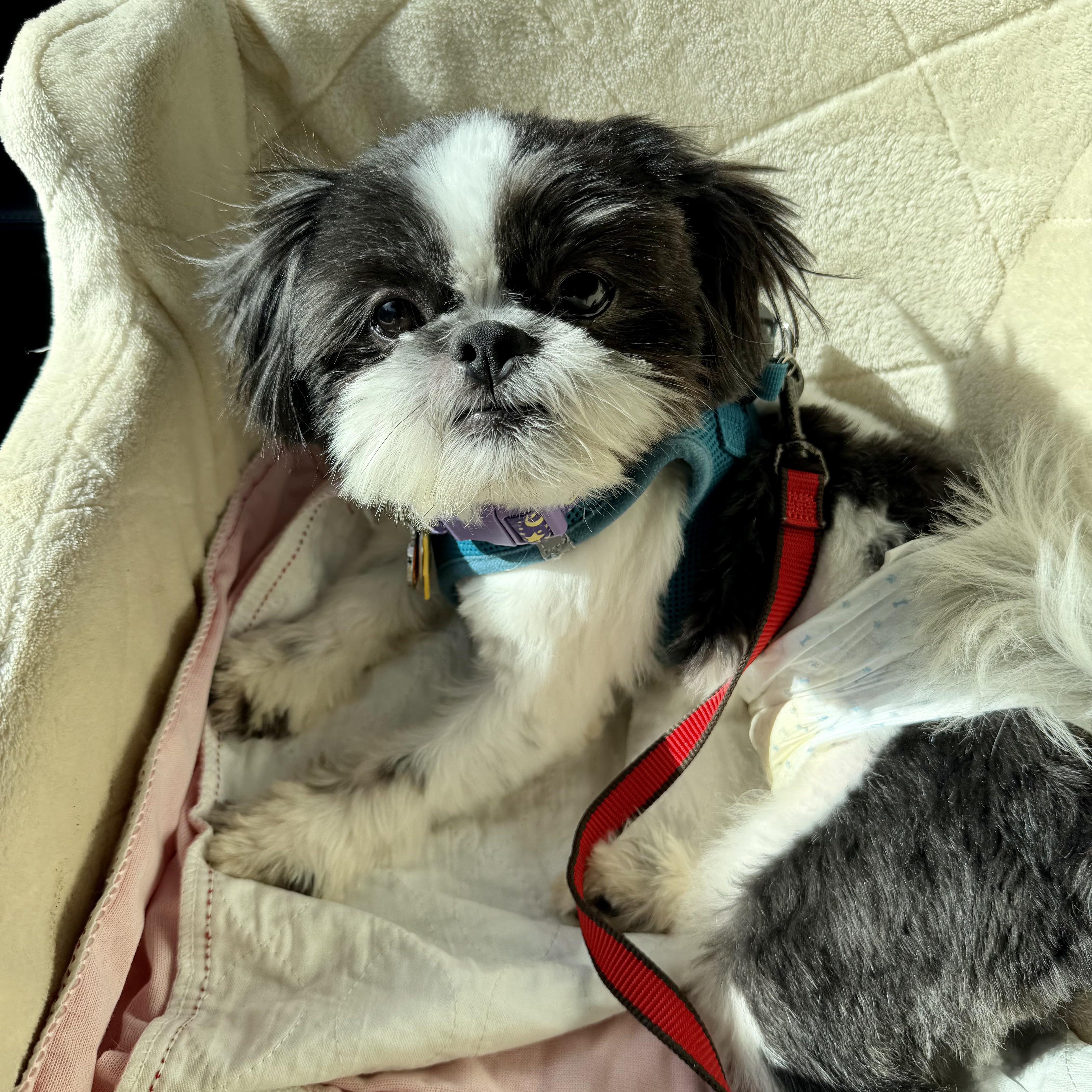 Enlarge Pocus Turner, a Adopted Shih Tzu in Plano, TX image 2/2
