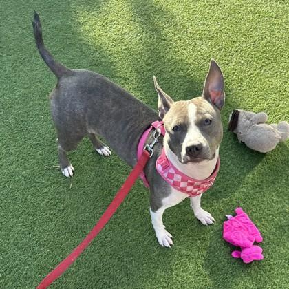Stella, Adoptable, Adult Female Pit Bull Terrier & Mixed Breed.